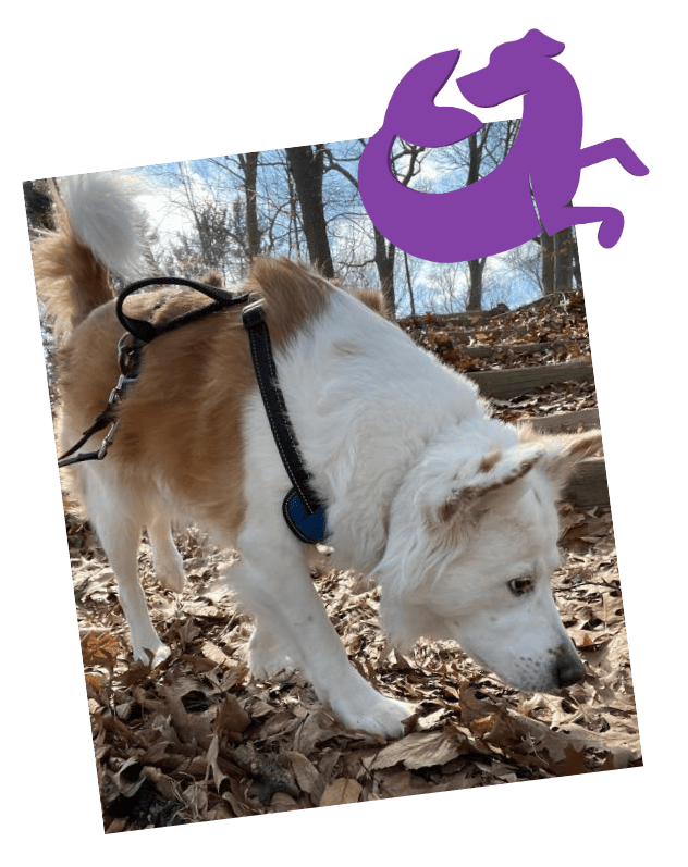 Dog Walking - Salty Dawgs Dog Walking